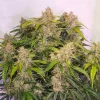 Bushy cannabis plant with thick, resin-coated buds and dark green leaves, capturing the mature growth stage of Auto Skywalker Haze