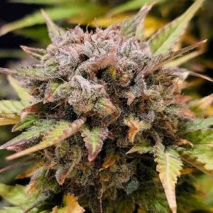 Close-up of dense cannabis bud with vibrant trichomes and orange hairs, displaying the resinous quality of Auto Think Big strain