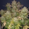 Large cannabis plant with multiple buds covered in resin, highlighted by yellow and green leaves, representing the robust growth of Auto Think Big