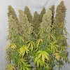 Close-up of cannabis buds with orange pistils and frosty trichomes, highlighting the unique characteristics of Auto Think Different strain