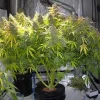 Large cannabis plant with tall, dense buds, displaying the impressive yield and vibrant foliage of Auto Think Different strain