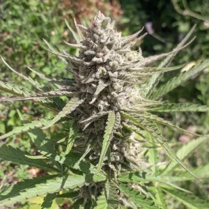 Close-up of dense, frosty bud with green and yellow leaves, capturing the resinous detail of Auto Ultimate strain