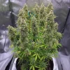 Tall cannabis plant with thick buds and lush leaves, emphasizing the robust growth and yield of Auto Ultimate strain