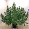 Wide cannabis plant with multiple dense buds, showcasing the structure and rich foliage of Auto Ultimate under indoor lighting