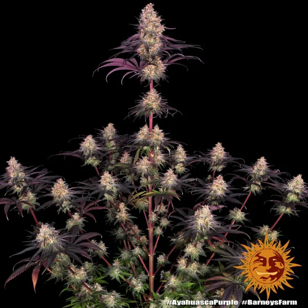 Ayahuasca Purple Strain plant showcasing tall structure with multiple dense colas against a black background