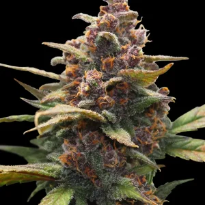 Close-up of Ayahuasca Purple Strain flower, displaying deep purple hues and vibrant orange pistils.