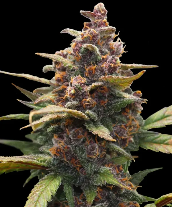 Close-up of Ayahuasca Purple Strain flower, displaying deep purple hues and vibrant orange pistils.