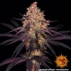 Detailed view of Ayahuasca Purple Strain bud with rich trichomes and dark leaves contrasting vividly