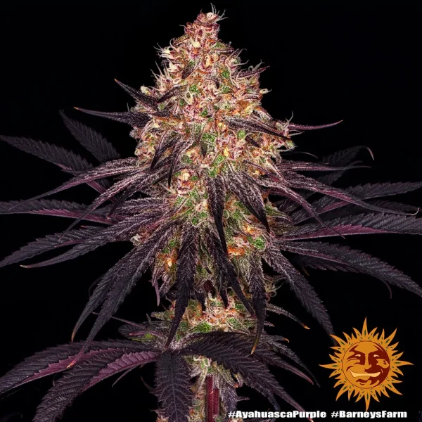 Detailed view of Ayahuasca Purple Strain bud with rich trichomes and dark leaves contrasting vividly
