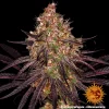 Compact Ayahuasca Purple Strain bud, highlighting frosty resin glands and bold purple coloration