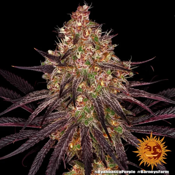 Compact Ayahuasca Purple Strain bud, highlighting frosty resin glands and bold purple coloration