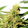 Close-up of BCN Diesel CBD strain, highlighting the bright green buds with visible trichomes and pistils.