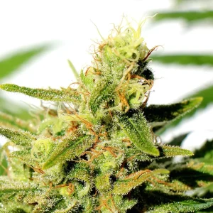 Close-up of BCN Diesel CBD strain, highlighting the bright green buds with visible trichomes and pistils.