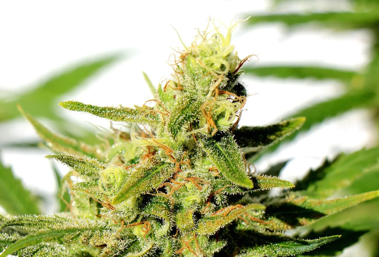 Close-up of BCN Diesel CBD strain, highlighting the bright green buds with visible trichomes and pistils.