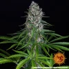 Blueberry Cheese strain plant showing vibrant blue and purple hues, with large frosty buds.
