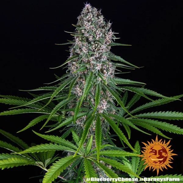 Blueberry Cheese strain plant showing vibrant blue and purple hues, with large frosty buds.