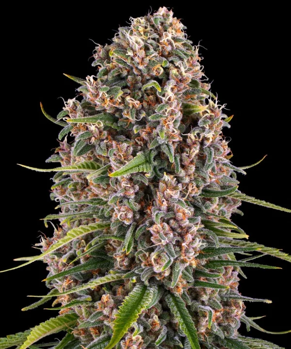 Close-up of Blueberry Cheese strain's dense buds, featuring a thick layer of white trichomes.