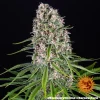 Blueberry Cheese strain buds, highlighting orange pistils intertwined with resinous crystals.