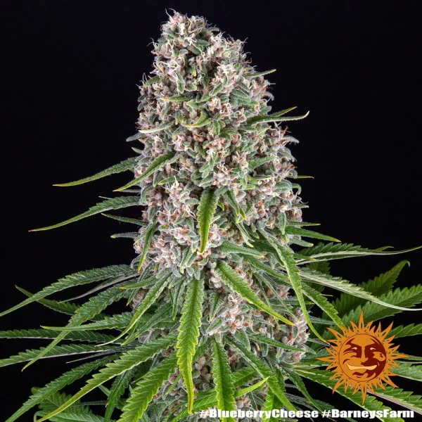 Blueberry Cheese strain buds, highlighting orange pistils intertwined with resinous crystals.