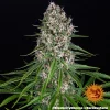 Blueberry Cheese strain showcasing its structure with bright green leaves and coated buds.