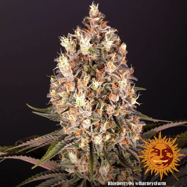 Blueberry OG strain with dense, resinous buds and visible orange pistils.