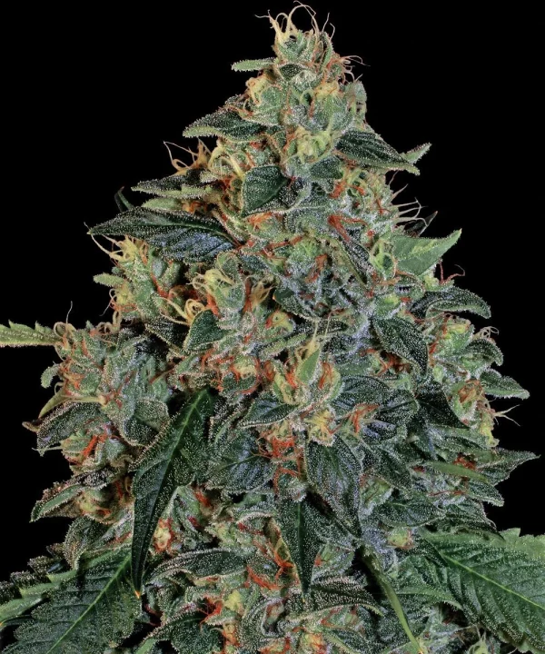 "Close-up of Blueberry OG strain's buds, showcasing purple hues and frosty trichomes.