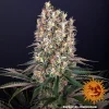 Mature Blueberry OG strain, highlighting its structure with sticky buds and colorful leaves.