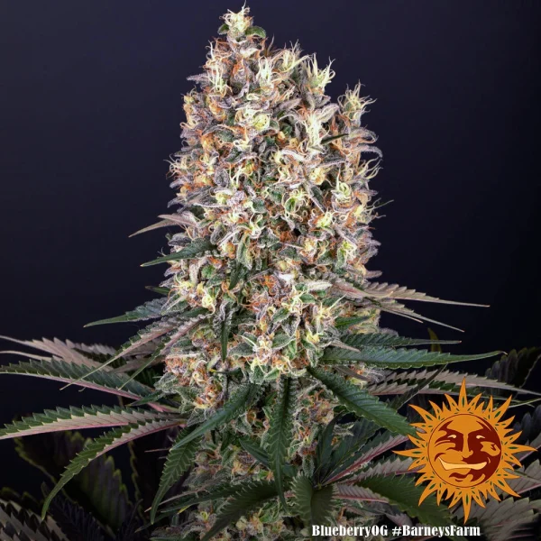 Mature Blueberry OG strain, highlighting its structure with sticky buds and colorful leaves.