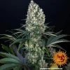 Blueberry OG strain plant with thick buds, covered in crystal trichomes and vibrant green leaves.