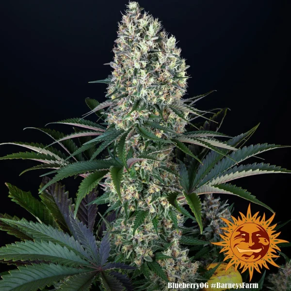 Blueberry OG strain plant with thick buds, covered in crystal trichomes and vibrant green leaves.