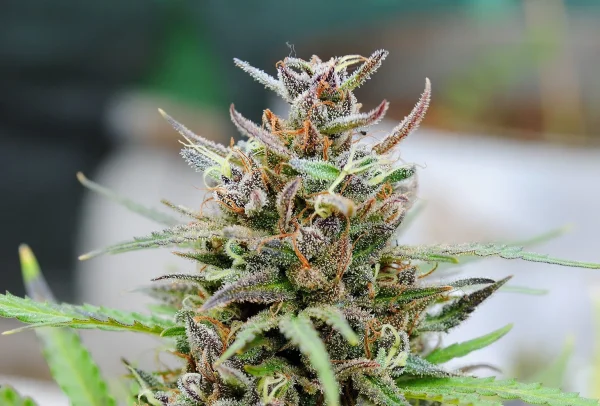 Close-up of dense, trichome-covered buds of Baby Boom Auto Strain cannabis plant.