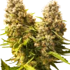 Banana Kush Cake Auto strain showcasing thick buds covered in frosty crystals and golden orange hairs.