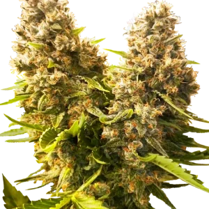 Banana Kush Cake Auto strain showcasing thick buds covered in frosty crystals and golden orange hairs.