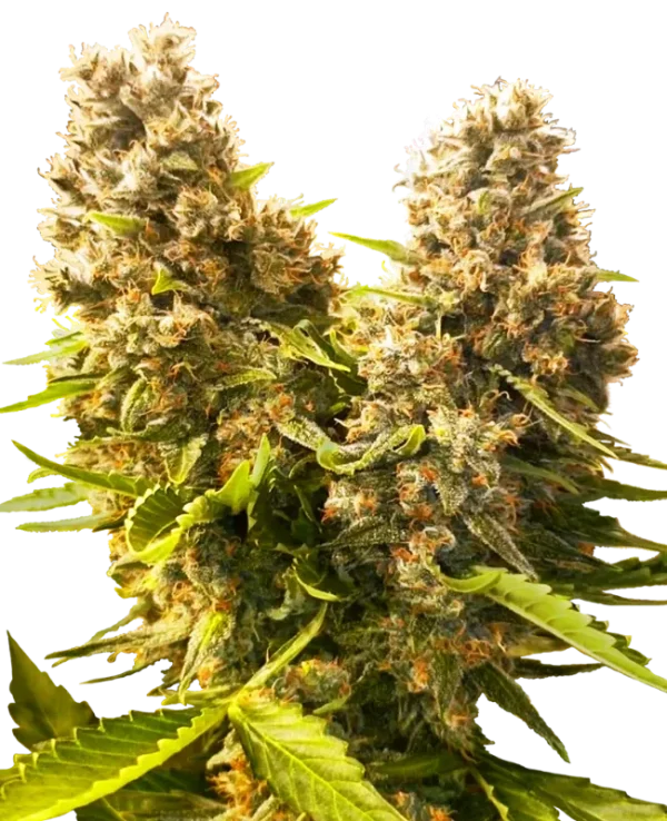 Banana Kush Cake Auto strain showcasing thick buds covered in frosty crystals and golden orange hairs.