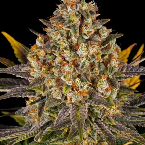 Close-up of dense Banana Punch Strain buds coated in vibrant trichomes and bright orange hairs.