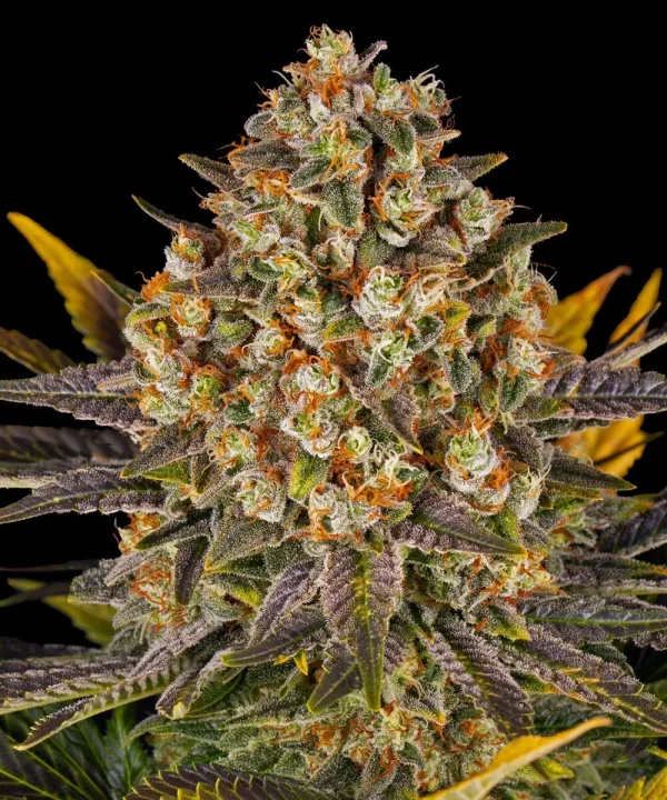 Close-up of dense Banana Punch Strain buds coated in vibrant trichomes and bright orange hairs.