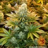 Banana Punch Strain plant showcasing its lush foliage and resin-rich colas indoors.