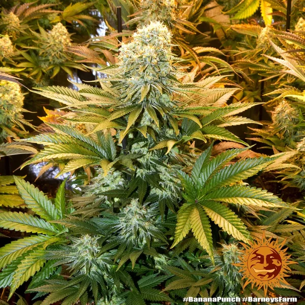 Banana Punch Strain plant showcasing its lush foliage and resin-rich colas indoors.