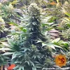 Tall Banana Punch Strain plant displaying well-formed, frosty buds surrounded by green leaves.