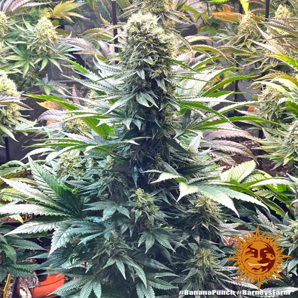 Tall Banana Punch Strain plant displaying well-formed, frosty buds surrounded by green leaves.