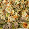 Macro shot of Banana Punch Strain flowers highlighting the crystal-covered buds and orange pistils.