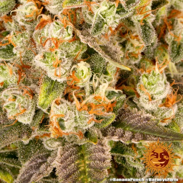 Macro shot of Banana Punch Strain flowers highlighting the crystal-covered buds and orange pistils.