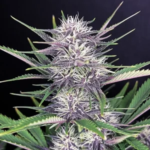 Single Banana Purple Punch Auto cola with frosty buds and purple-tinged leaves