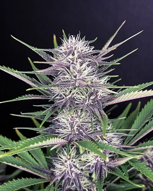 Single Banana Purple Punch Auto cola with frosty buds and purple-tinged leaves