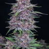 Side profile of Banana Purple Punch Auto plant showcasing dense buds and purple accents