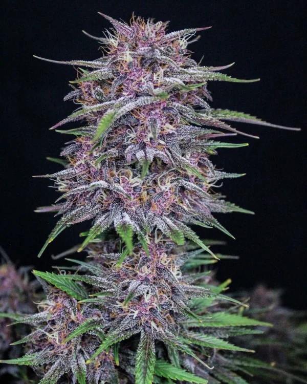 Side profile of Banana Purple Punch Auto plant showcasing dense buds and purple accents