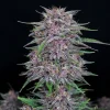 Close-up of Banana Purple Punch Auto bud with rich purple hues and resinous trichomes