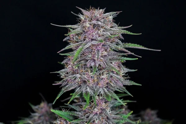 Close-up of Banana Purple Punch Auto bud with rich purple hues and resinous trichomes