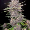 Tall Banana Purple Punch Auto plant with vibrant green and purple leaves, dense buds