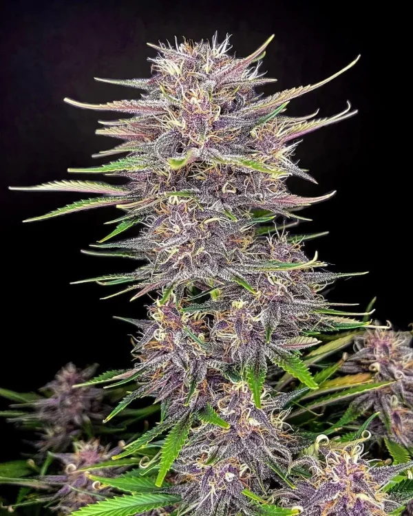 Tall Banana Purple Punch Auto plant with vibrant green and purple leaves, dense buds